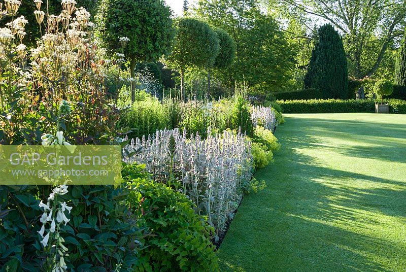 Herbaceous borders lining the croquet lawn feature standard holm oaks, Quercus ilex, underplanted with white foxgloves, silvery stachys, frothy Alchemilla mollis, Clematis recta 'Purpurea' and other herbaceous plants. Melplash Court, Bridport, Dorset, UK