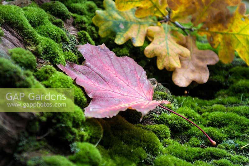 Colourful leaves of Quercus robur and Acer platanoides on the felled tree with a moss in the forest