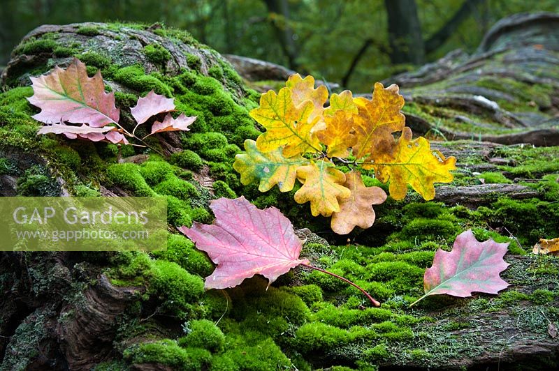 Colourful leaves of Quercus rubra, Quercus robur and Acer platanoides on the felled tree with a moss in the forest