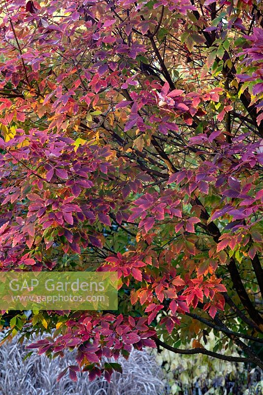 Acer griseum x Gingerbread - Ginzam