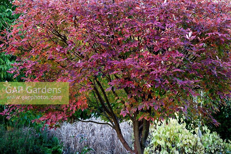 Acer griseum x Gingerbread (Ginzam)