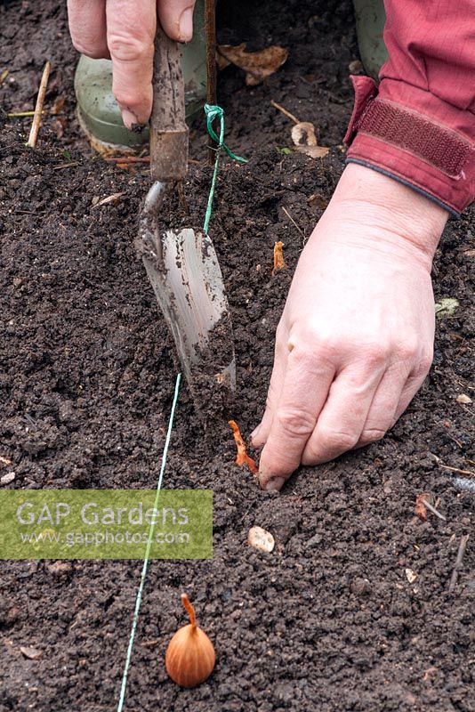 Planting shallots. Step 2 use atrowel and plant so that the tops just protrude from the soil