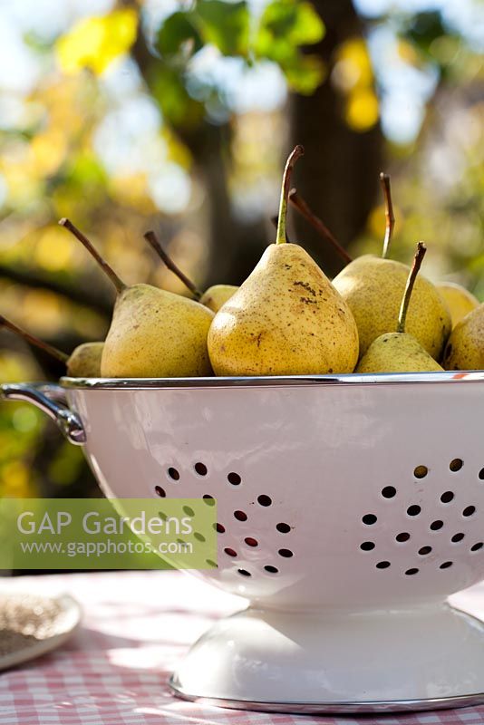 Colander of pears 'Brunnenbirne.