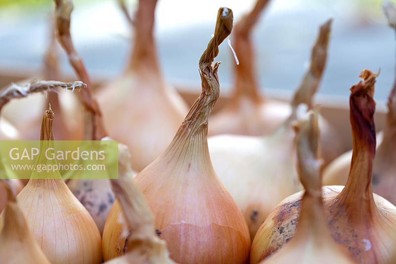 Allium cepa 'Sturon' - onions.