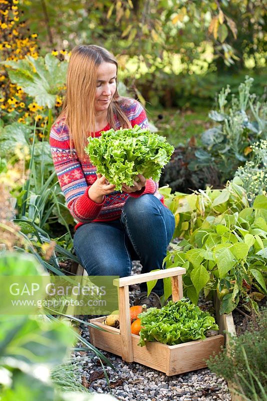 Woman harvesting curly endive 'Gentilina' in vegetable garden.