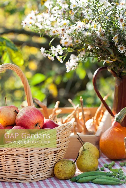 Wicker basket of apples - Malus 'Jonathan', pears - Pyrus 'Brunnenbirne', pumpkin 'Hokkaido', peas 'Kelvedon Wonder' and jug of asters.