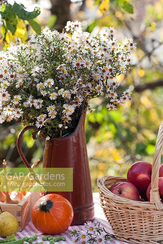 Wicker basket of apples - Malus 'Jonathan', pears - Pyrus 'Brunnenbirne', pumpkin 'Hokkaido', peas 'Kelvedon Wonder', box of onions and jug of asters.