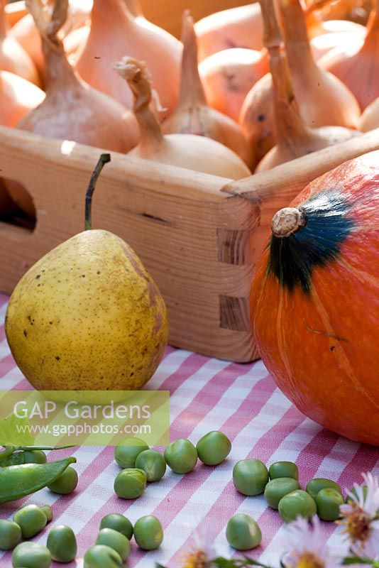 Display of harvested vegetables on a table with pumpkin 'Hokkaido', pears Pyrus 'Brunnenbirne', peas Pisum 'Kelvedon Wonder' and box of onions Allium 'Sturon'.