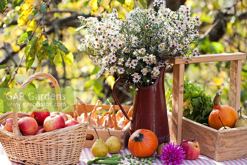 Harvest display on a table with wicker basket of apples - Malus 'Jonathan', pears - Pyrus 'Brunnenbirne', pumpkin 'Hokkaido', peas 'Kelvedon Wonder', box of onions, wooden trug and jug of asters.