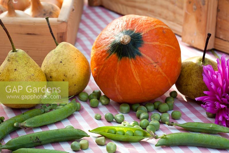 Display of harvested vegetables on a table. Pumpkin 'Hokkaido', pears - Pyrus 'Brunnenbirne', peas Pisum 'Kelvedon Wonder' and box of onions Allium 'Sturon'.