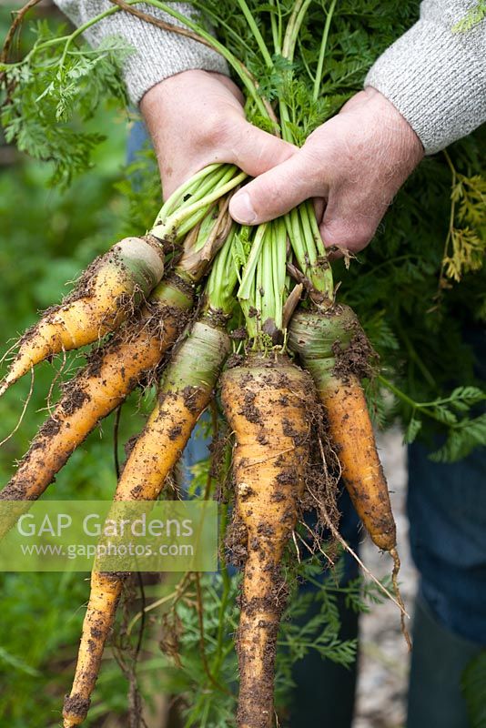 Man holding bunch of dug carrots.