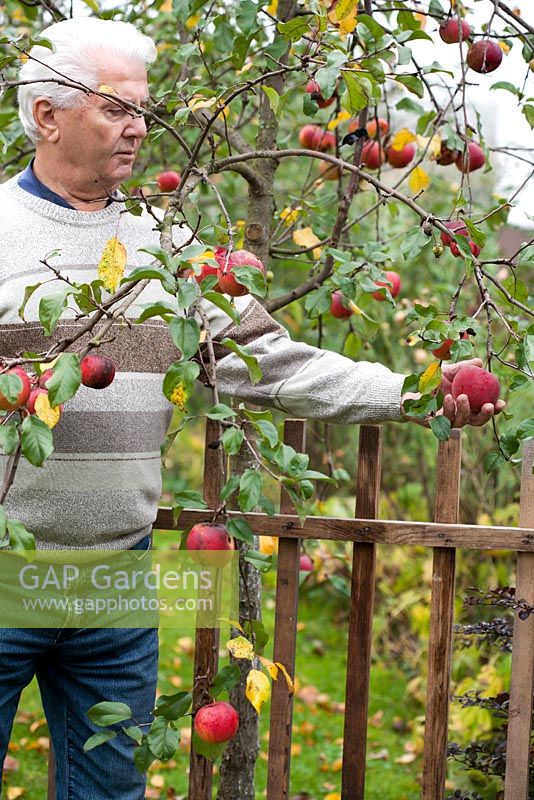 Man harvesting apples - Malus 'Enterprise'.