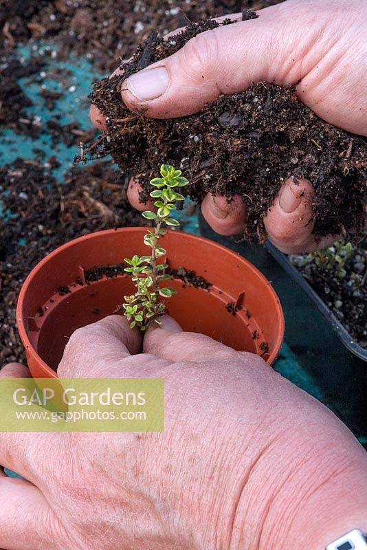 Potting up rooted Thyme cuttings sequence. Step 2 - Pot into a 9cm pot