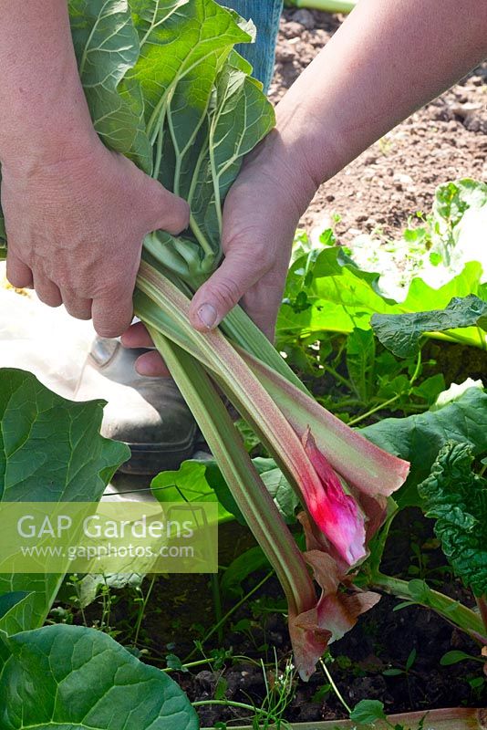 Pulling stems from from Rhubarb 'Gaskins Perpetual'