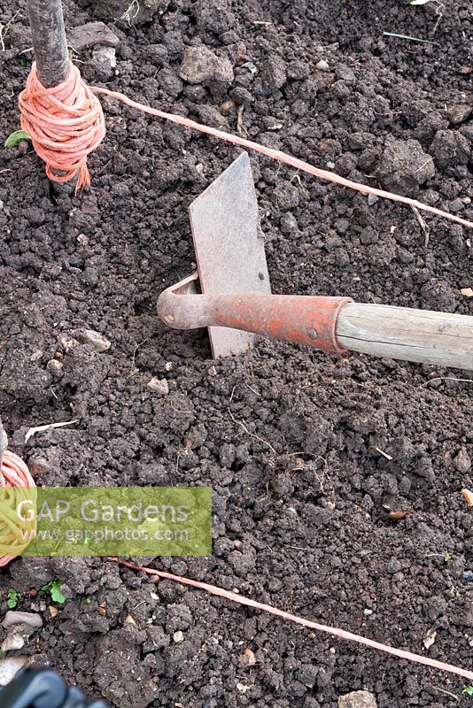 Sowing carrots outdoors sequence. Step 1- Use a draw hoe to take out a drill about 1cm deep