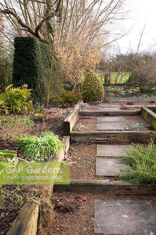 Raised beds and steps formed using railway sleepers, with path of paving slabs set into gravel where plants including Cyclamen coum can self seed. Beyond is Hamamelis x intermedia 'Aurora'. 