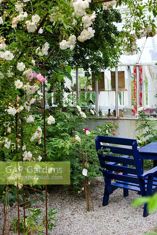 Rosa 'Helenae' climbing on support green house in background seating area with wooden chair