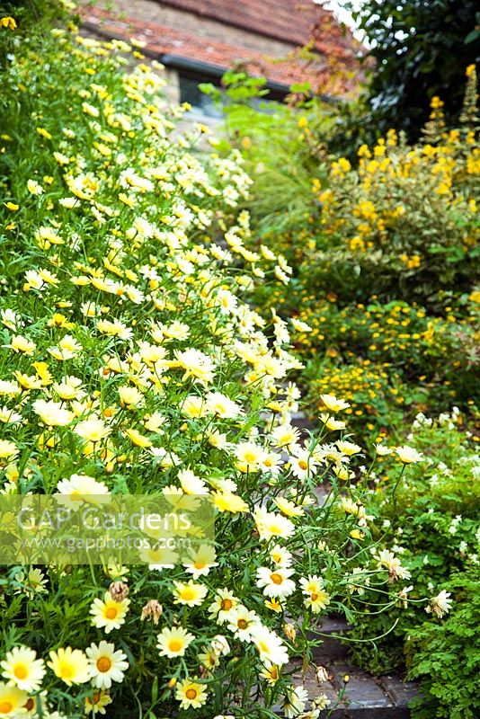 Argyranthemum 'Jamaica primrose' in border near house - Derry Watkins garden 