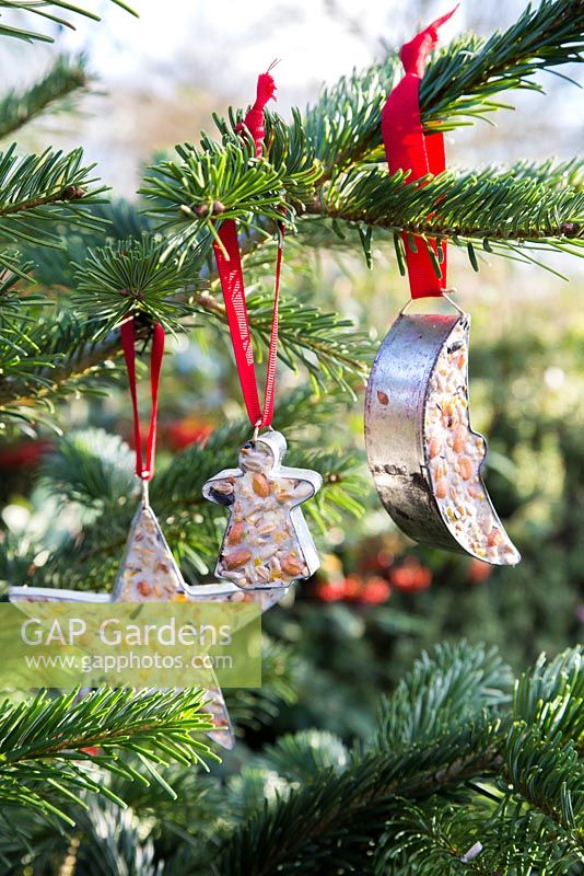 Cookie cutter bird feeders on a Christmas tree.