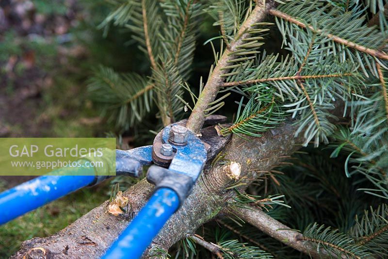 Recycling a Christmas tree for compost. Removing branches of Christmas tree with loppers