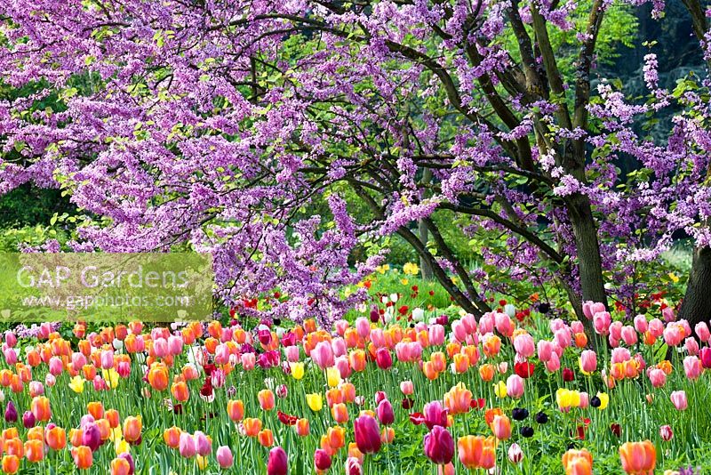 Cercis siliquastrum, Tulipa 'Dordogne', Tulipa 'Maureen', Tulipa 'Menton', Tulipa 'Queen of Night', Tulipa 'Citiy of Vancouver'