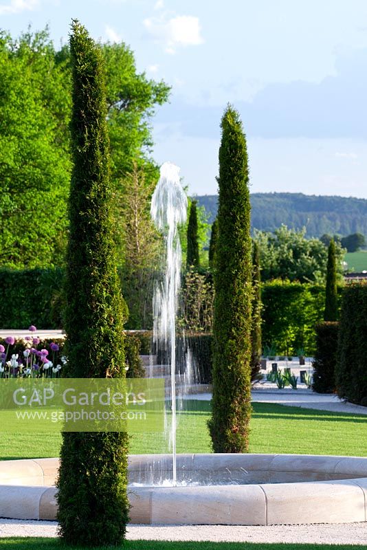 Thuja occidentalis 'Smaragd', fountain in formal country garden 