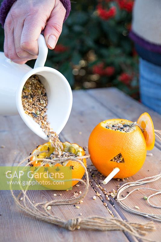 Filling Bird feeders made from Oranges, using string, cloves and a chopstick