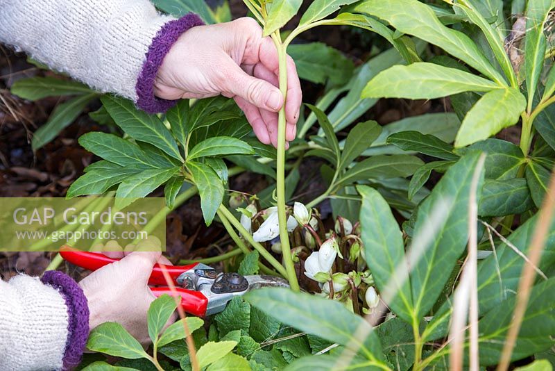 Cutting back foliage on Helleborus niger, allowing room for emerging flowers and to prevent disease.