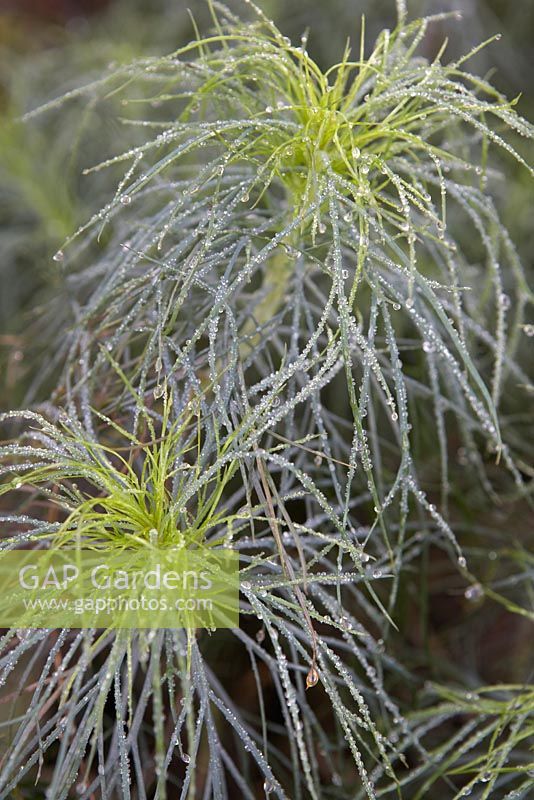 Argyranthemum gracile 'Chelsea Girl' with morning dew drops 