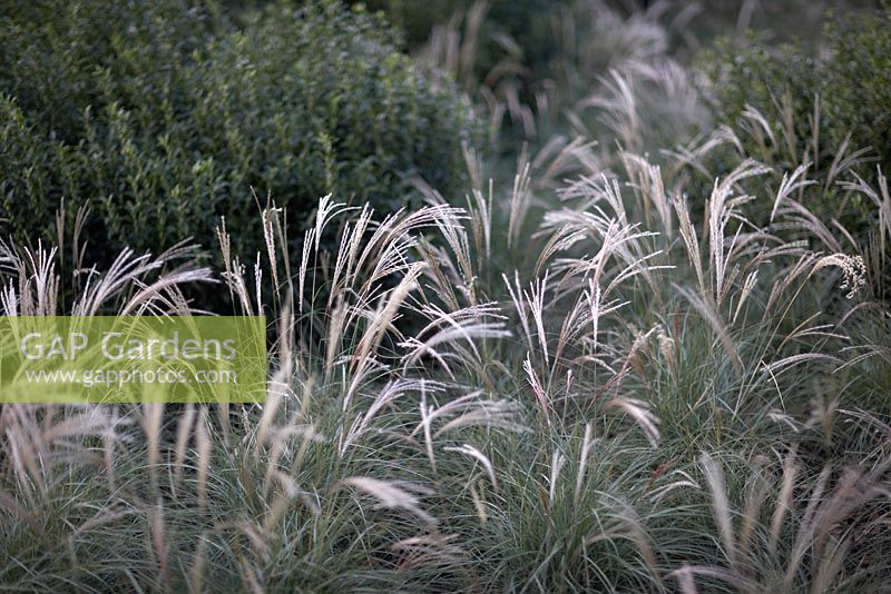 Miscanthus sinensis 'Starlight' with Sarcococca confusa in background.