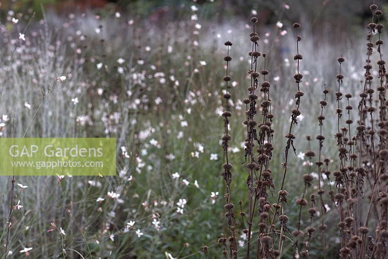Gaura lindheimeri 'Whirling Butterflies' with Phlomis russeliana seedheads