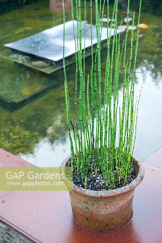 Equisetum hyemale in terracotta pot on edge of formal pond. Whimble Garden and Nursery, Kinnerton, Powys, Wales