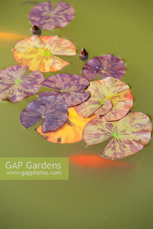 Water lily pads with goldfish. 