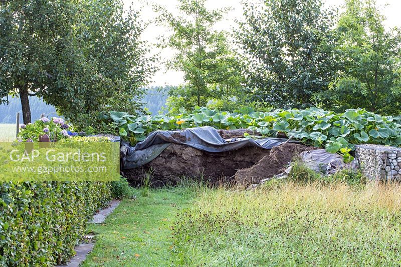 A heap of compost covered with a plastic tarpaulin is situated between a beech hedge and raised beds with pumpkin plants. Cucurbita and Fagus sylvatica