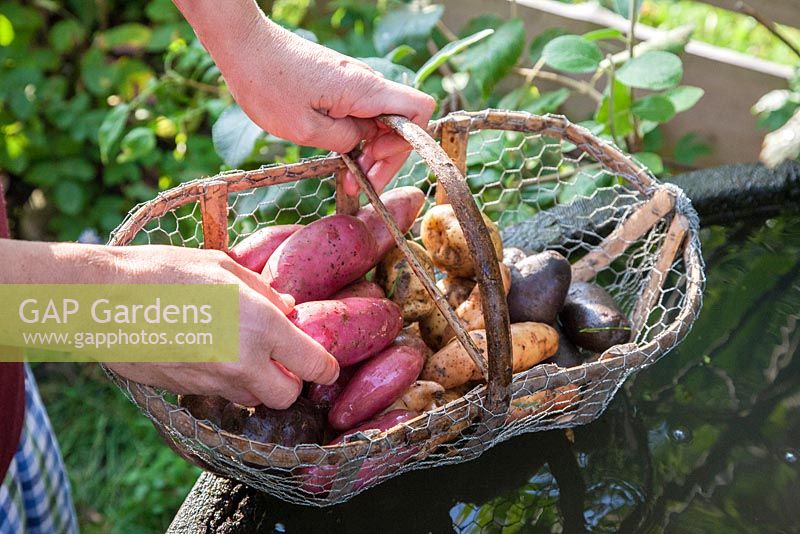 Hands holding a wood and wire basket with a variety of freshly washed potatoes, Solanum tuberosum 'Blauer Schwede', 'Rote Emmalie'