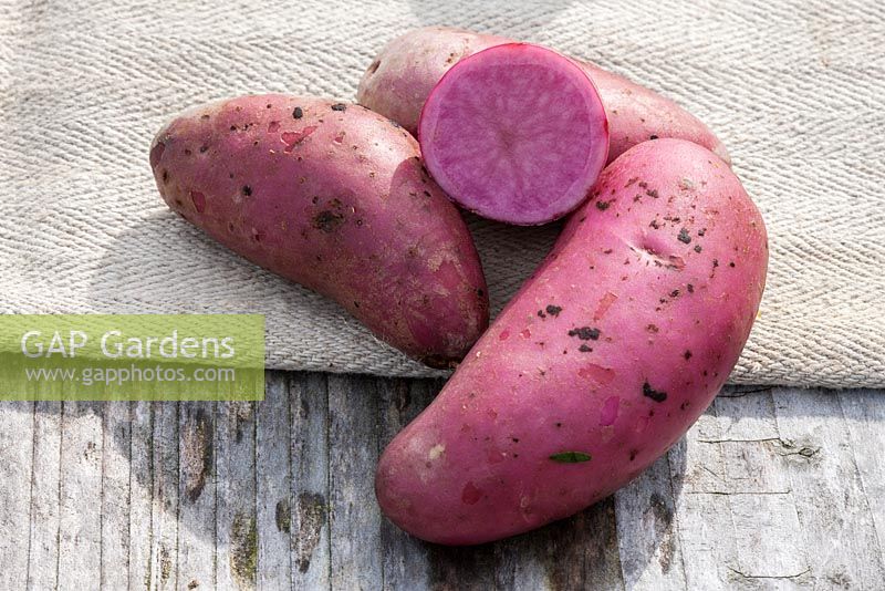 Red potatoes on a wooden surface and a potato bag. Solanum tuberosum 'Rote Emmalie'
