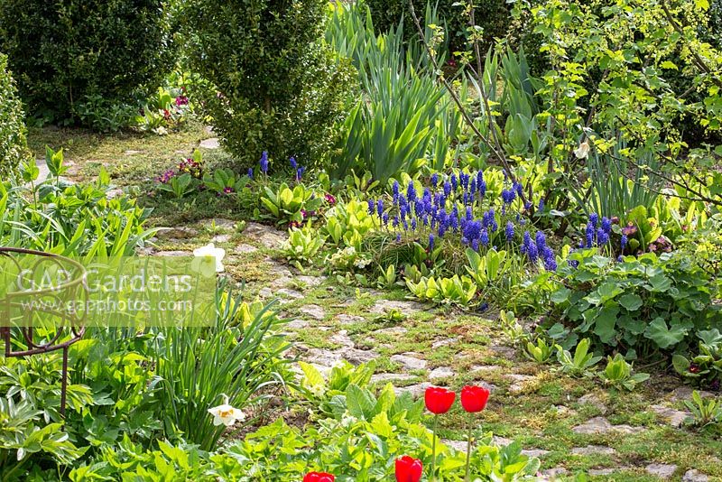 Muscari and tulips next to a pathway with grasses and mosses between the paving.