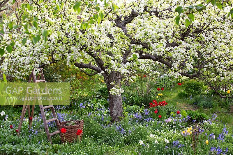 Spring garden with old pear tree in bloom. Wooden ladder, basket and garden spade surrounded by planting of tulips, hosta, bluebells and narcissus 