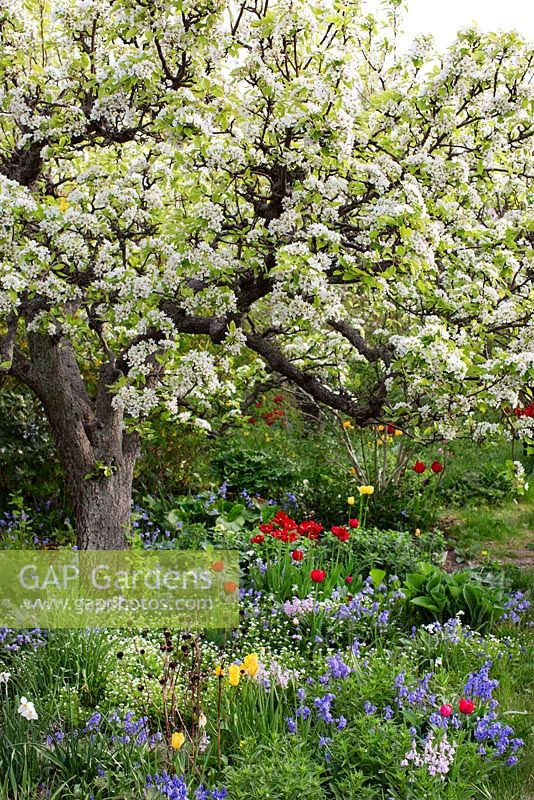 Spring garden with old pear tree in bloom. Planting of tulips, hosta, bluebells and narcissus 