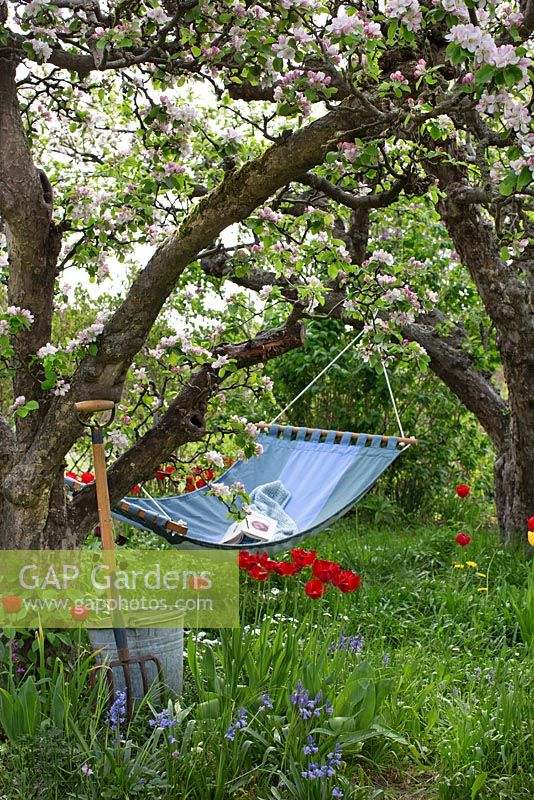 Spring garden with old fruit trees in bloom and hammock 
