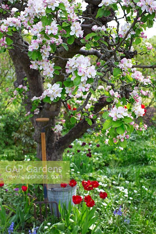 Spring garden with old fruit trees in bloom, bucket and garden fork  