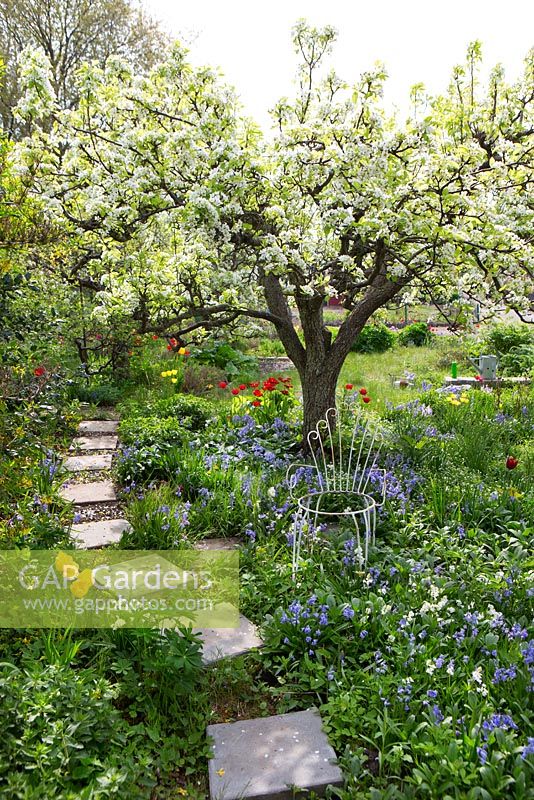 Spring garden with old fruit trees in bloom and stepping stone path 