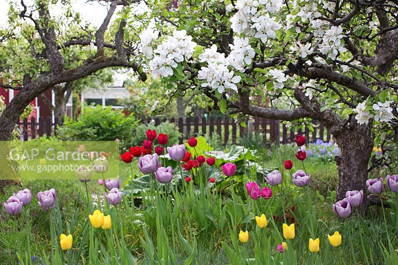 Spring garden with old fruit trees in bloom,  wooden fence, tulips and rhubarb  