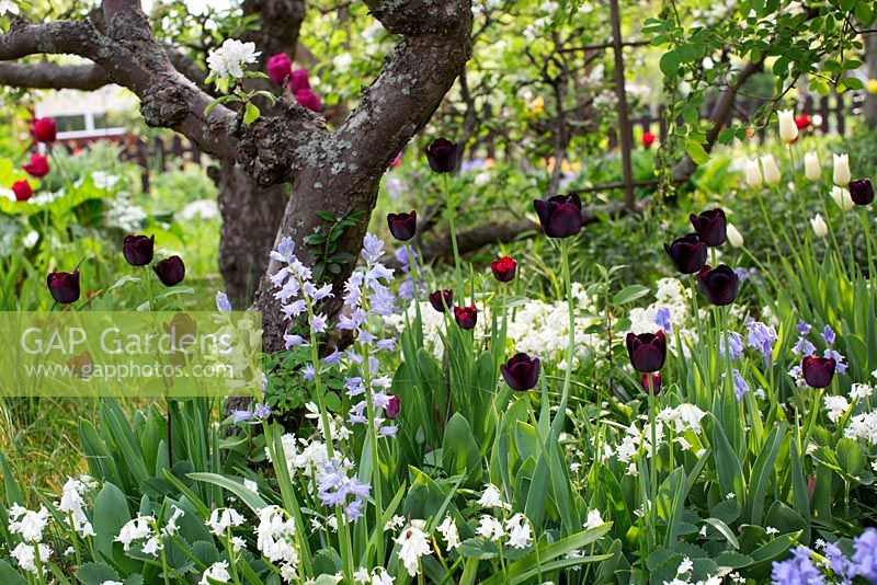 Spring garden with old fruit trees in bloom, bluebells and Tulipa 'Queen of the Night' 