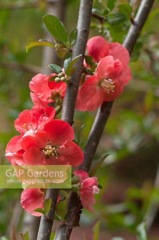 Chaenomeles superba 'Stanford Red', quince
