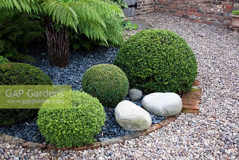 Ornamental gravel garden with clipped Buxus box balls, stones and tree fern