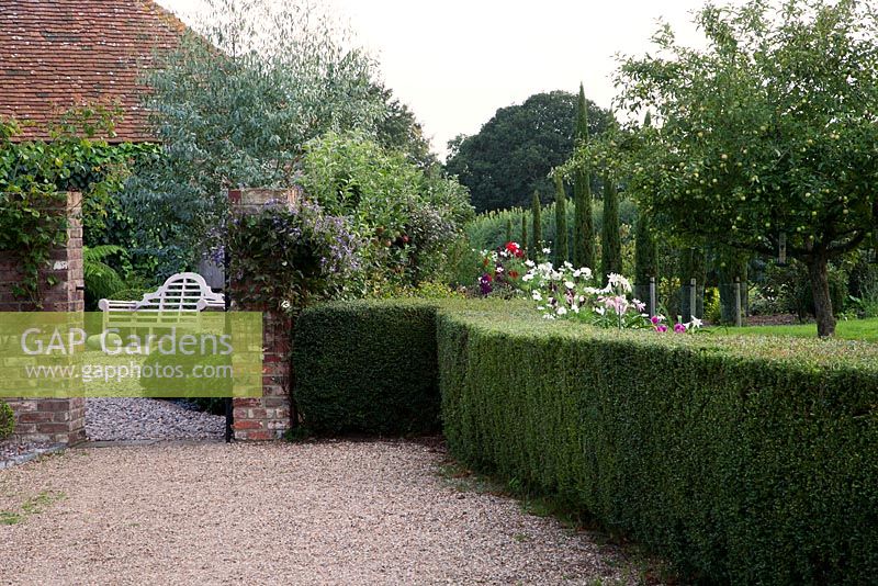 Formal country garden with clipped hedge, ornamental conifers, Malus, Eucalyptus and late summer planting with wooden bench