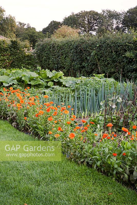 Vegetable and Cutting Garden in summer including Marigolds and Rhubarb