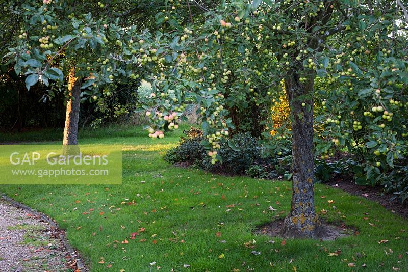 Pair of Malus trees in late Summer 