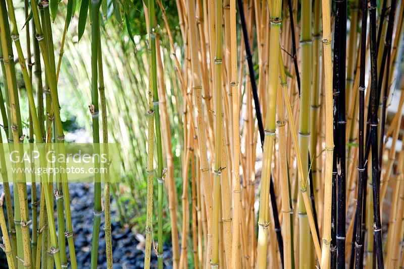 Mixed Bamboo canes